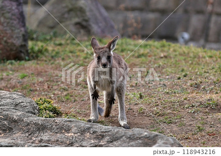 カメラ目線のオオカンガルーの子供 118943216
