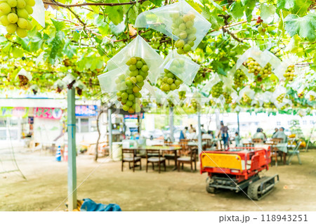 【山梨県】観光葡萄園のブドウ　甲斐乙女 118943251