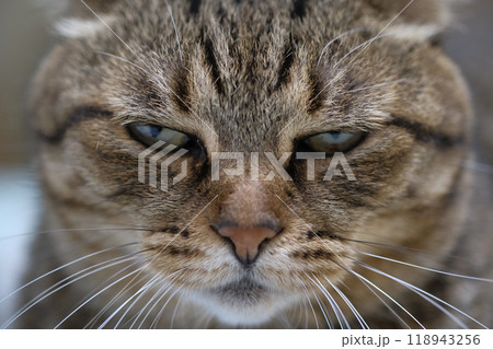 猫の顔のアップ 118943256