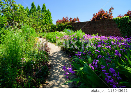紫らんの咲く小径 紫らんの咲く小径 118943631