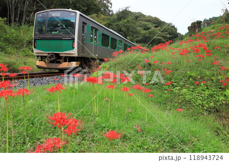烏山線「彼岸花咲く沿線風景を走る列車ACCUM」 118943724