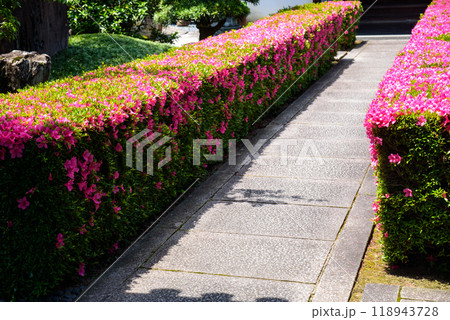 サツキの咲く石畳 118943728