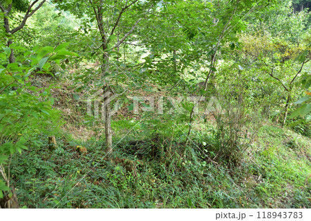 京都北山・氷室跡 京都北山・氷室跡 118943783