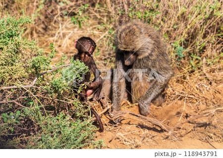 Baboons in Samburu national reserve 118943791