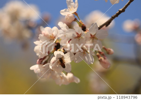 桜 118943796