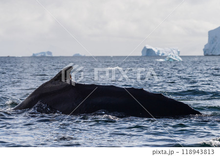 Close-up of the back and dorsal fin of a humpback whale 118943813