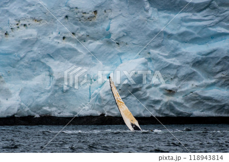 Lateral fin of a Humpback Whale 118943814