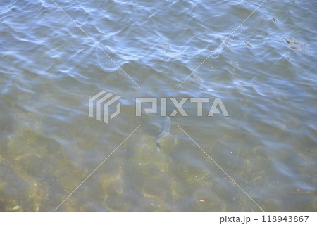 海中の魚 118943867