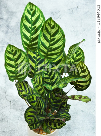 直立カラテア 118944013