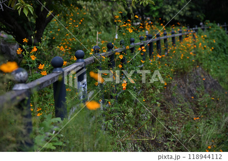 岸辺のキバナコスモス 118944112