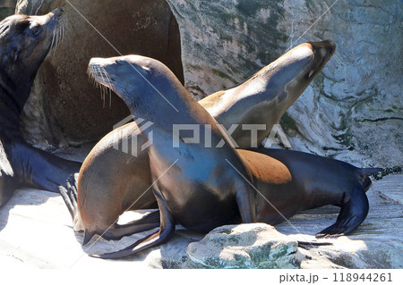 2頭のアシカ 118944261