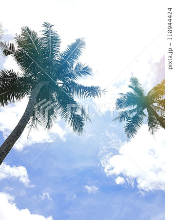 バカンスで出会ったグアム島のヤシの木 118944424