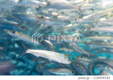 アクアマリンふくしまのイワシの群れ 横 118944592