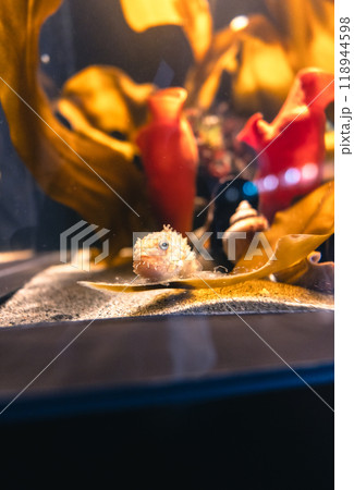 アクアマリンふくしまのナメダンゴ 118944598