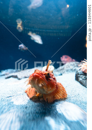 アクアマリンふくしまのカサゴ アクアマリンふくしまのカサゴ 118944601