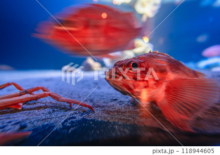 アクアマリンふくしまのカサゴ 118944605