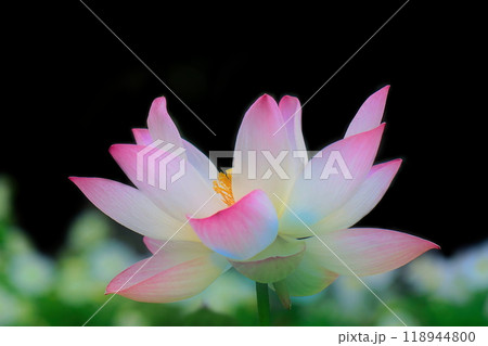 美しい蓮の花 美しい蓮の花 118944800