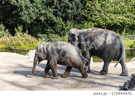The elephant and her baby elephant are walking together The elephant and her baby elephant are walking together 118944976