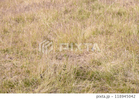 Summer drought. Dry grass. Summer without rain. 118945042