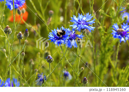 Blue wild flowers cornflowers growing on the field and a bumblebee. 118945160