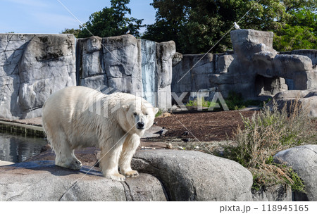 A large polar bear stands on rocks A large polar bear stands on rocks 118945165