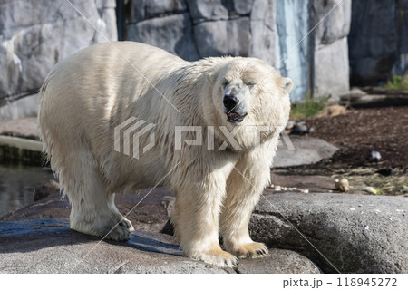 A large polar bear stands on rocks 118945272