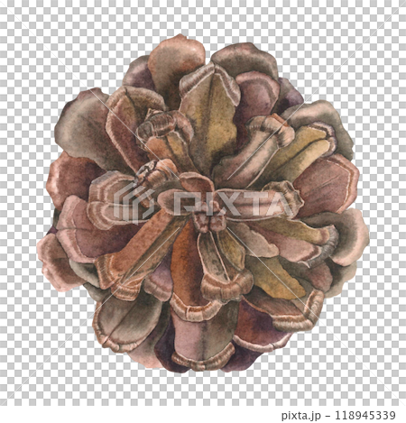 Watercolor illustration of pinecone. Drawing of botanical winter element on isolated background for creating a festive decor, holiday cards, invitations, posters, websites. Part of evergreen tree. 118945339