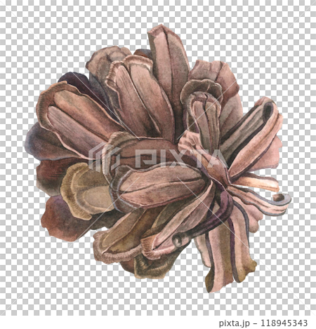 Watercolor illustration of pinecone. Drawing of botanical winter element on isolated background for creating a festive decor, holiday cards, invitations, posters, websites. Part of evergreen tree. 118945343