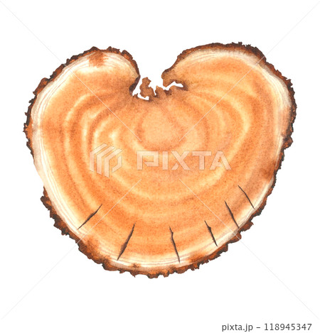 Cross section view of round piece of wood with brown and white annual rings. Hand drawn watercolor illustration of tree trunk cuts isolated on background. Natural background for text, prints, design. 118945347