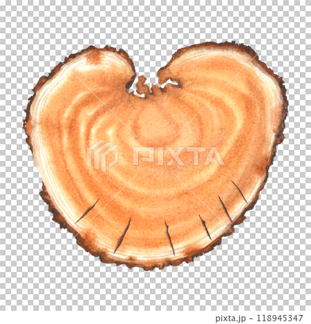 Cross section view of round piece of wood with brown and white annual rings. Hand drawn watercolor illustration of tree trunk cuts isolated on background. Natural background for text, prints, design. 118945347