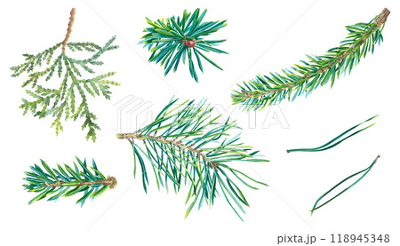 Watercolor set of coniferous twigs and needles. Hand drawn watercolor illustration of spruce, pine, fir, thuja isolated on background. Botanical decoration for 2025 new year. For greeting cards. Watercolor set of coniferous twigs and needles. Hand drawn watercolor illustration of spruce, pine, fir, thuja isolated on background. Botanical decoration for 2025 new year. For greeting cards. 118945348