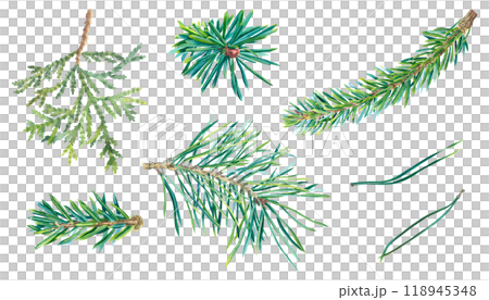 Watercolor set of coniferous twigs and needles. Hand drawn watercolor illustration of spruce, pine, fir, thuja isolated on background. Botanical decoration for 2025 new year. For greeting cards. 118945348