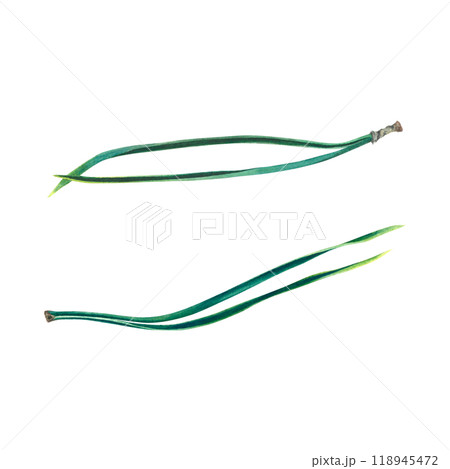 Needles of coniferous tree of a pine-tree. Hand drawn watercolor illustration of natural forest christmas tree parts isolated on background. For 2025 New Year greeting cards or holiday invitations. 118945472