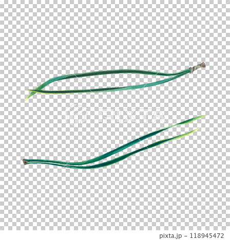 Needles of coniferous tree of a pine-tree. Hand drawn watercolor illustration of natural forest christmas tree parts isolated on background. For 2025 New Year greeting cards or holiday invitations. 118945472