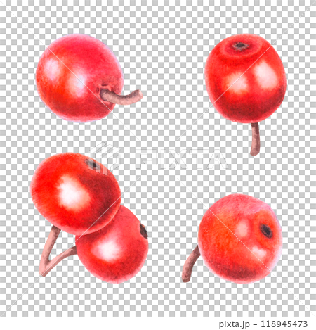 Watercolor Christmas red berries of ilex. Hand drawn illustration on isolated background. Drawing of festive New Year plant. Winter Natural Decoration for greeting cards, holiday invitation. 118945473