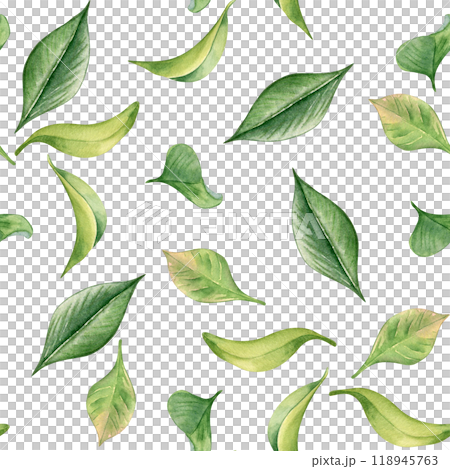 Tea leaf watercolor seamless pattern isolated on white. Green leaves botanical art hand drawn by pattern background. Greenery painted on repeated print. Foliate design for textile, package, wallpaper. Tea leaf watercolor seamless pattern isolated on white. Green leaves botanical art hand drawn by pattern background. Greenery painted on repeated print. Foliate design for textile, package, wallpaper. 118945763