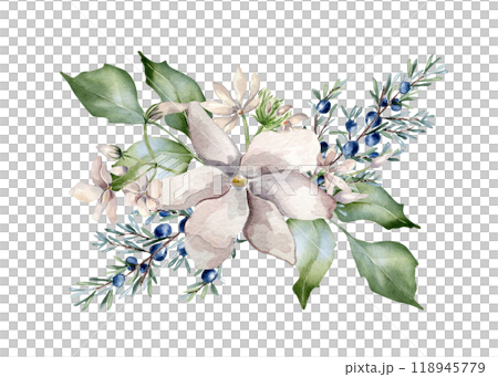 Jasmine pink flowers and juniper branch watercolor illustration isolated. Floral composition in soft tones in botanical style hand drawn. Blooms and coniferous plants painted for wedding, Christmas. Jasmine pink flowers and juniper branch watercolor illustration isolated. Floral composition in soft tones in botanical style hand drawn. Blooms and coniferous plants painted for wedding, Christmas. 118945779