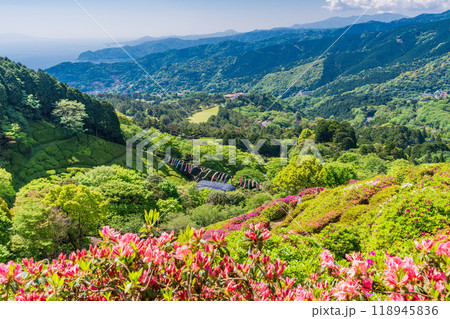 【静岡県】ツツジが満開の熱海姫の沢公園 118945836