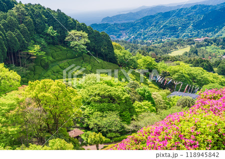 【静岡県】ツツジが満開の熱海姫の沢公園 118945842
