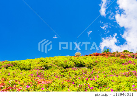 【静岡県】ツツジが満開の熱海姫の沢公園 【静岡県】ツツジが満開の熱海姫の沢公園 118946011