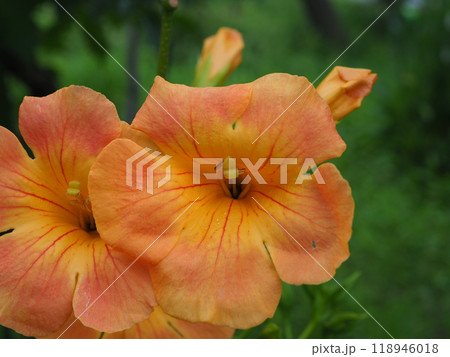 ノウゼンカズラ 118946018