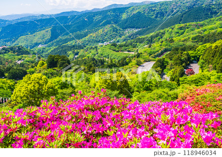 【静岡県】ツツジが満開の熱海姫の沢公園 118946034