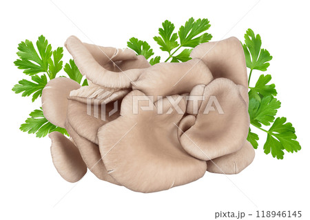 Oyster mushrooms isolated on white background with full depth of field Oyster mushrooms isolated on white background with full depth of field 118946145