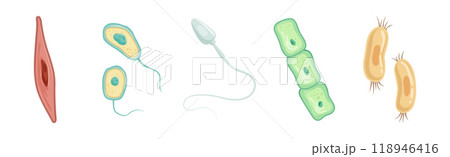 Different Microorganisms and Protozoa Cells as Microbiology Organism Vector Set 118946416