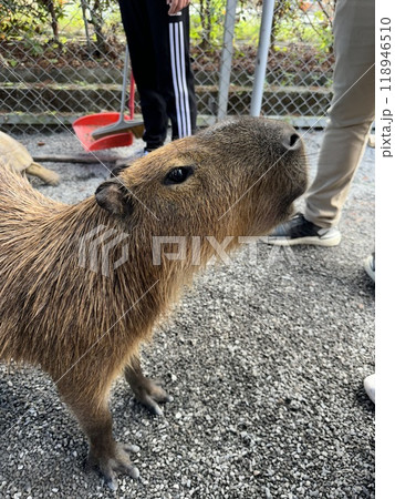動物 動物学 哺乳類 118946510