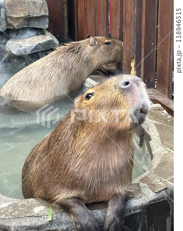 動物 動物学 温泉 118946515