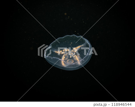 A Moon jellyfish or Aurelia aurita with black seawater background. Picture from, Malmo Sweden. 118946544