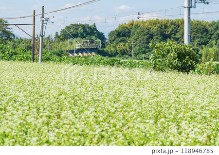 三岐鉄道三岐線丹生川駅、満開のそばの花〈三重県いなべ市〉 三岐鉄道三岐線丹生川駅、満開のそばの花〈三重県いなべ市〉 118946785