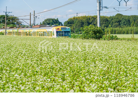 三岐鉄道三岐線丹生川駅、満開のそばの花〈三重県いなべ市〉 118946786