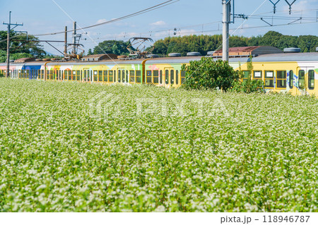 三岐鉄道三岐線丹生川駅、満開のそばの花〈三重県いなべ市〉 118946787